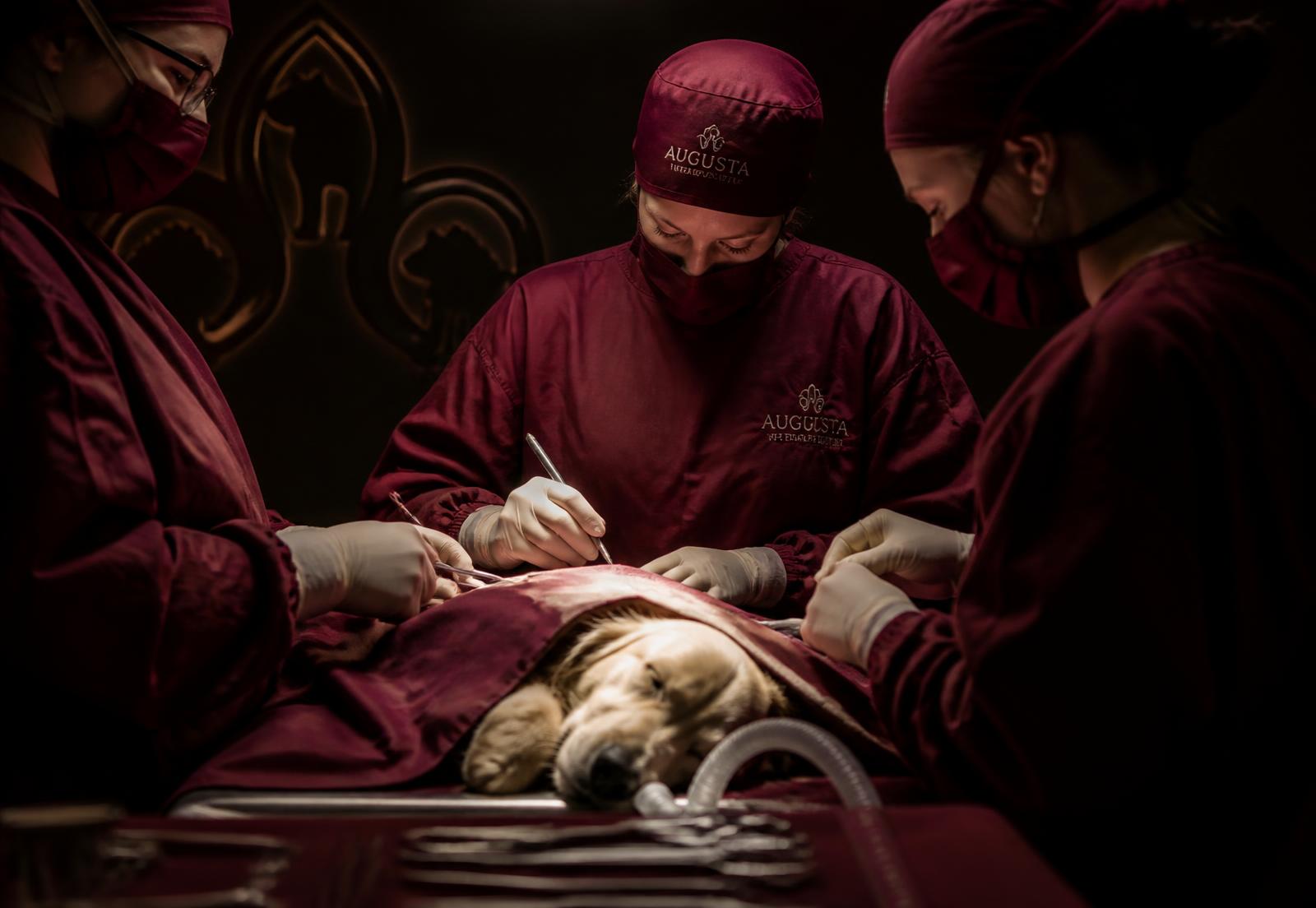 Equipe veterinária em aventais vinho realizando cirurgia em um cão